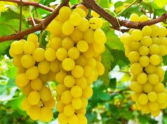 PJESHKË E RRUSH ME PESTICIDE/ Zbulohen tre ngarkesat me rrisk për shëndetin, nga Greqia e Italia