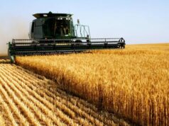 Shtohet toka djerrë, Shqipëria blen më shumë drithë nga jashtë. Kryeson Serbia