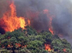 Zjarri në Orikum, era e fortë rrëzon pishat, bllokohet rruga drejt Zvërnecit