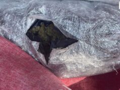 Durrës/ Iu gjetën 8 kilogramë kanabis, arrestohet 30-vjeçari