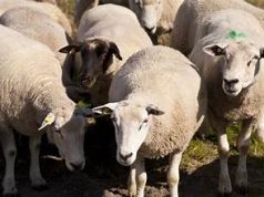 Kriza e blegtorisë shqiptare/ Numri i krerëve përgjysmohet në një dekadë. Fabrikat e qumështit furnizohen nga importi