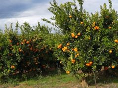 Mandarinat me pesticide, fermerët e Xarës kryejnë analizat: jemi të pastër