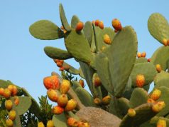 Fiku i detit – Fruti i egër me vlera të jashtëzakonshme ushqyese