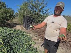 Tonelata me tranguj në kanal, fermerët: Dolëm piramidë, miliona lekë dëme