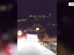 Librazhd/ Lidhi kalin pas makine dhe e tërhiqte në rrugë. Vihet nën hetim nga policia