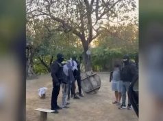 Tre të arrestuar në Mirditë, sekuestrohet 40 kg kanabis