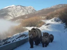 Pamje të rralla në Kolesjan të Kukësit, banori i zonës ndeshet në rrugë më një arushë dhe tre këlyshët e saj