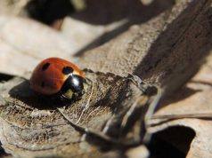 Ku shkojnë insektet që zhduken në dimër?