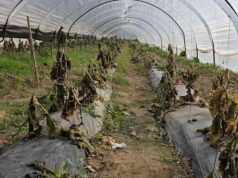 Ngricat pas përmbytjeve rrafshojnë prodhimin bujqësor