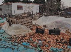 Prodhime stok në fushën e Maliqit, fermerët mbeten me “hambaret” plot dhe xhepat bosh