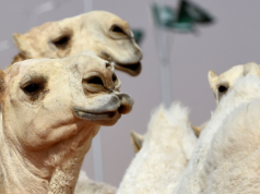 E pazakontë! 20 deve s’kualifikohen nga konkursi i bukurisë në Oman për shkak të ndërhyrjeve estetike