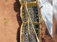 Kultivonin kanabis në platforma polistiroli, arrestohen dy të rinj në Librazhd