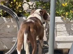 E rëndë në Vlorë! Vogëlushja kishte dalë shëtitje me gjyshërit, pitbulli kafshon në kokë 4-vjeçaren